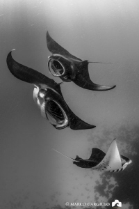 Manta Trio by Marco Gargiulo 